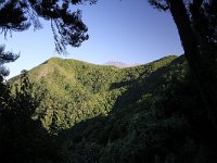 E, Santa Cruz de Tenerife, Los Sillos, Montes del Agua 4, laurel cloud forest, Saxifraga-Dirk Hilbers